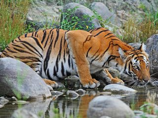 20211002180045-Tiger drinking water in Sundarban National Park.jpg